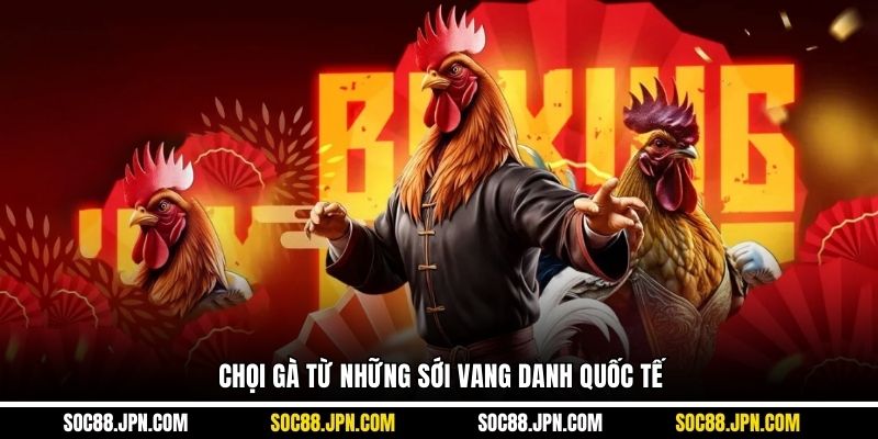 Chọi gà từ những sới vang danh quốc tế