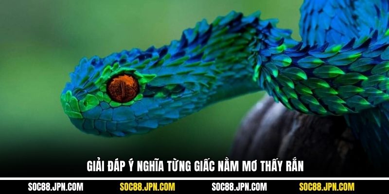 Giải đáp ý nghĩa từng giấc nằm mơ thấy rắn