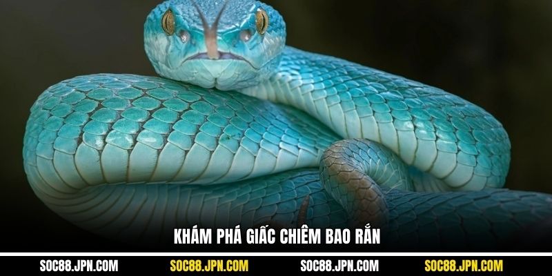Khám phá giấc chiêm bao rắn