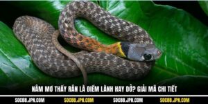 Nằm Mơ Thấy Rắn Là Điềm Lành Hay Dở? Giải Mã Chi Tiết