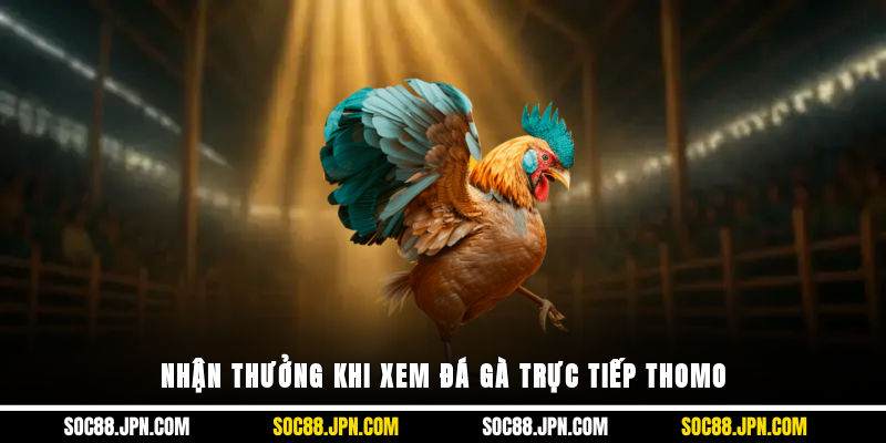 Nhận thưởng khi xem đá gà trực tiếp Thomo