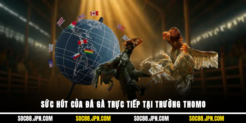 Sức hút của đá gà trực tiếp tại trường Thomo