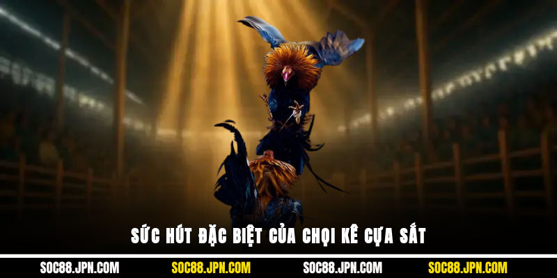 Sức hút đặc biệt của chọi kê cựa sắt