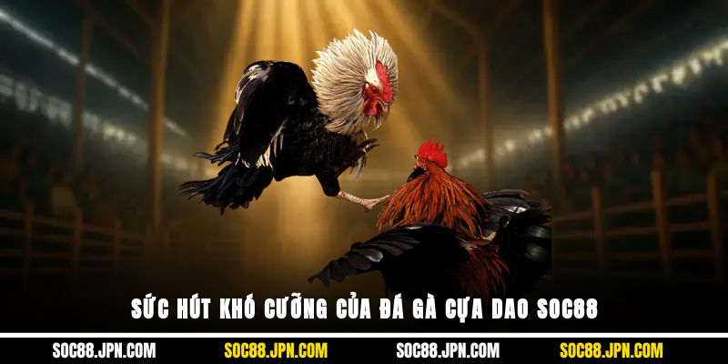 Sức hút khó cưỡng của đá gà cựa dao SOC88