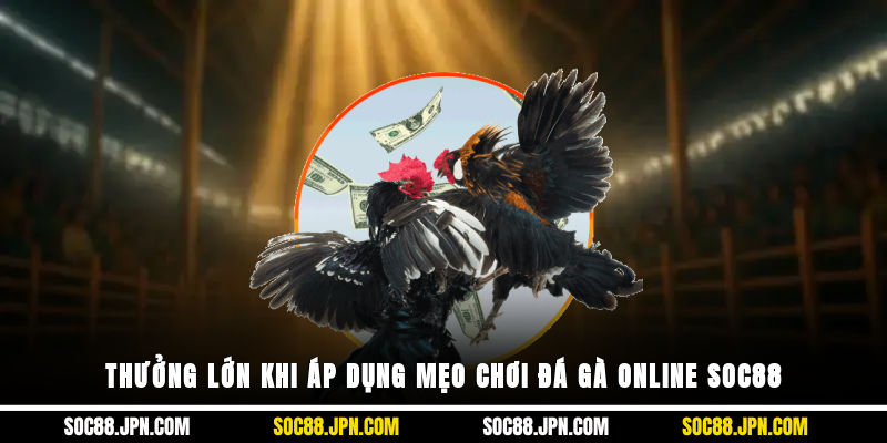 Thưởng lớn khi áp dụng mẹo chơi đá gà online SOC88