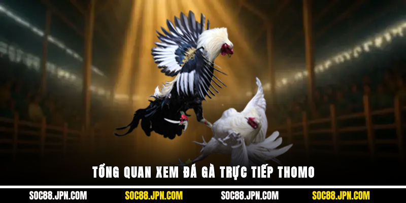 Tổng quan xem đá gà trực tiếp Thomo